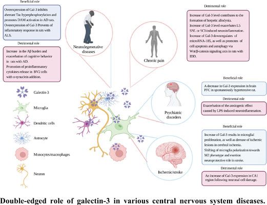 Galectin-3 in Microglia-Mediated Neuroinflammation: Implications for Central Nervous System Diseases