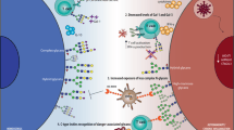 The role of galectins in immunity and infection. Nat Rev Immunol, 2023