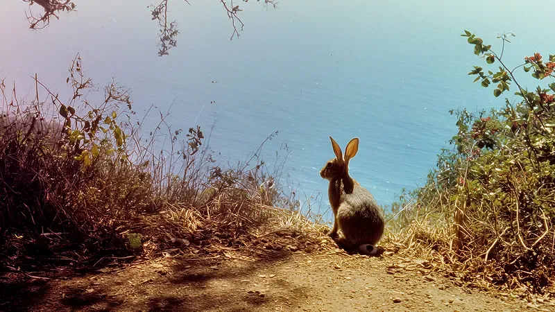 A peptide-like inhibitor of N-methyltransferase in rabbit brain