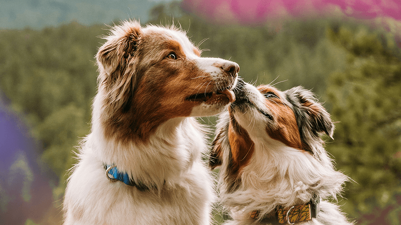 Follistatin Alleviates Synovitis and Articular Cartilage Degeneration Induced by Carrageenan