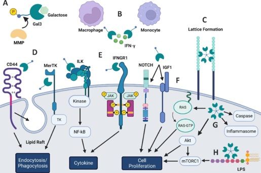 Emerging role of galectin 3 in neuroinflammation and neurodegeneration
