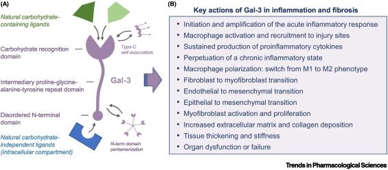 Targeting galectin-3 in inflammatory and fibrotic diseases