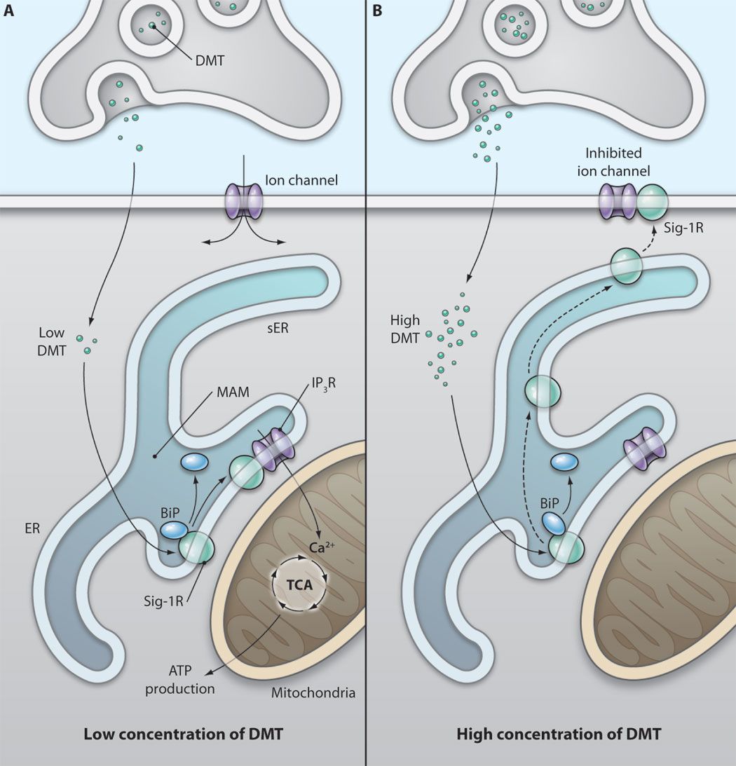 The Endogenous Hallucinogen and Trace Amine N,N-Dimethyltryptamine (DMT) Displays Potent Protective Effects against Hypoxia via Sigma-1 Receptor Activation in Human Primary iPSC-Derived Cortical Neurons and Microglia-Like Immune Cells